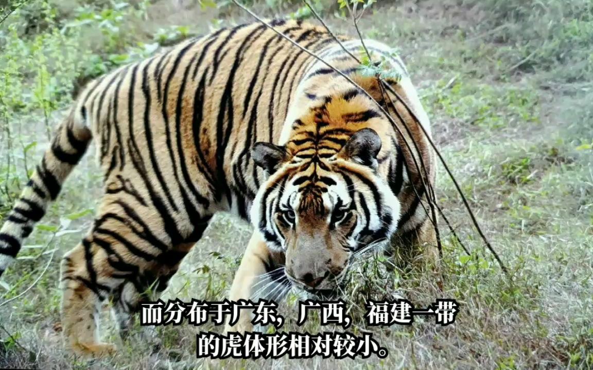 华南虎队与东北山狼鏖战在即，精彩纷呈