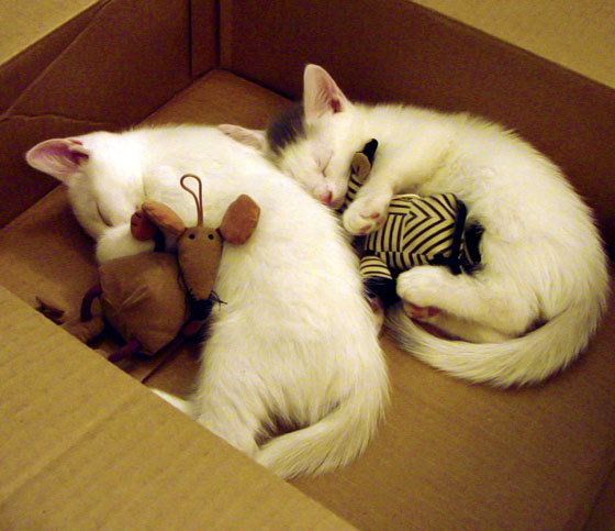 太阳灼烧五棵松，当希腊怪兽降临北京之夜