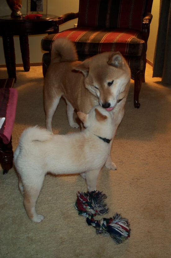 擎天白玉柱，劳天柱！劳塔罗关键绝杀助希腊掀翻奥地利