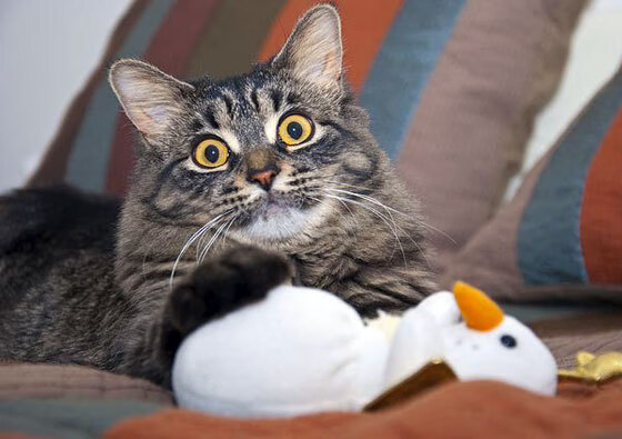 速度的对决,F1摩纳哥街头激战与马赛战术碾轧国米