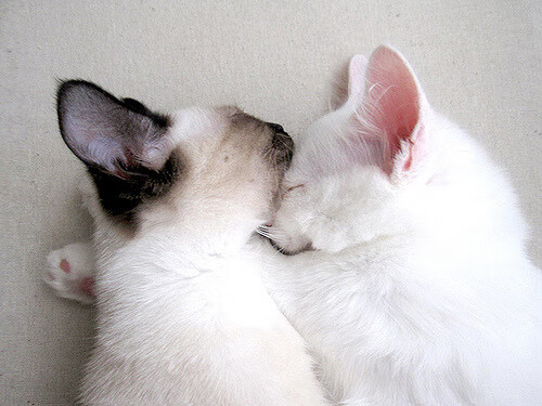 铁壁锁惊涛，猛龙窒息节奏压垮鹈鹕，贝恩攻防一体闪耀全场