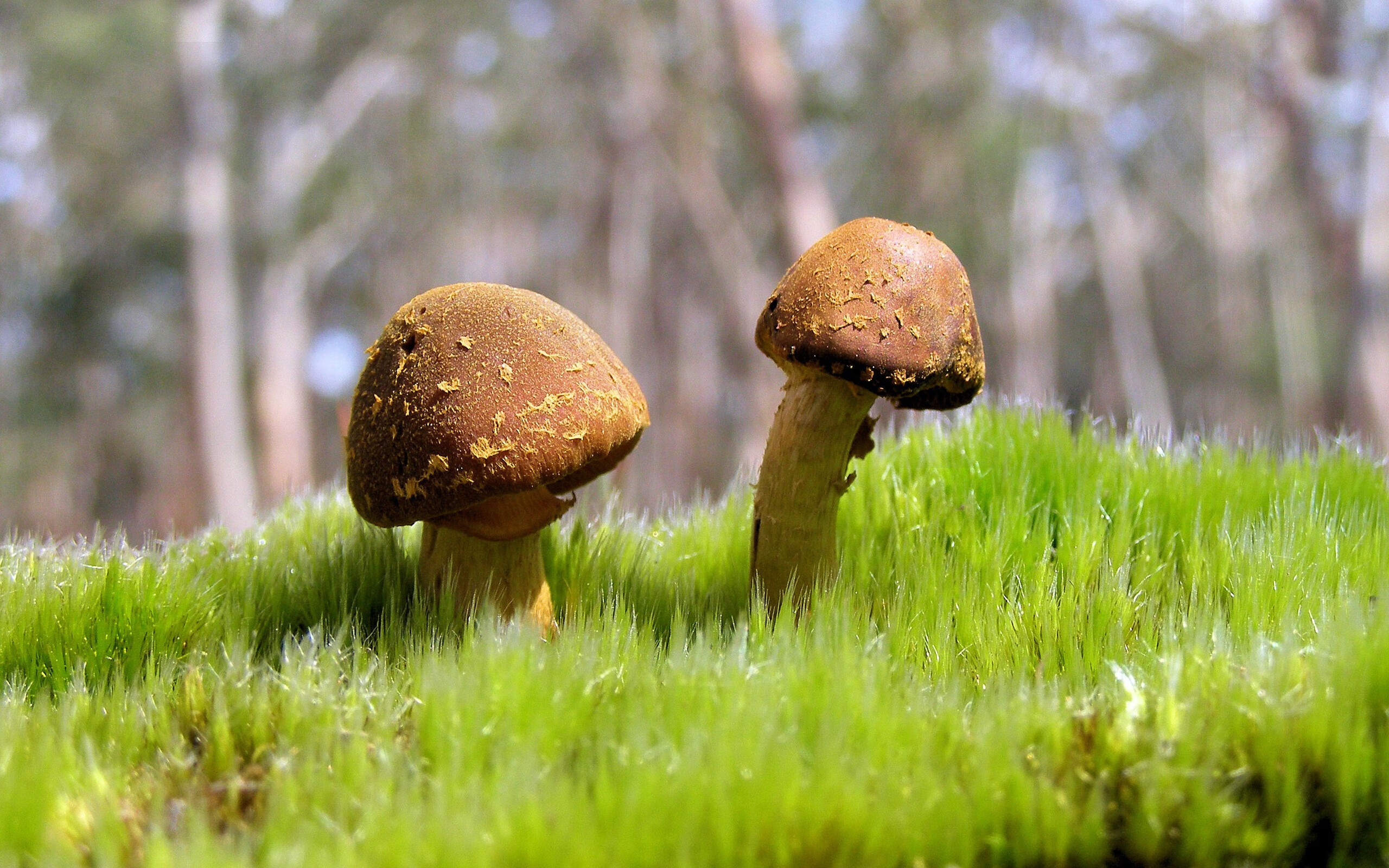 双城记,奇才胜公牛,塔图姆在西甲德比接管比赛