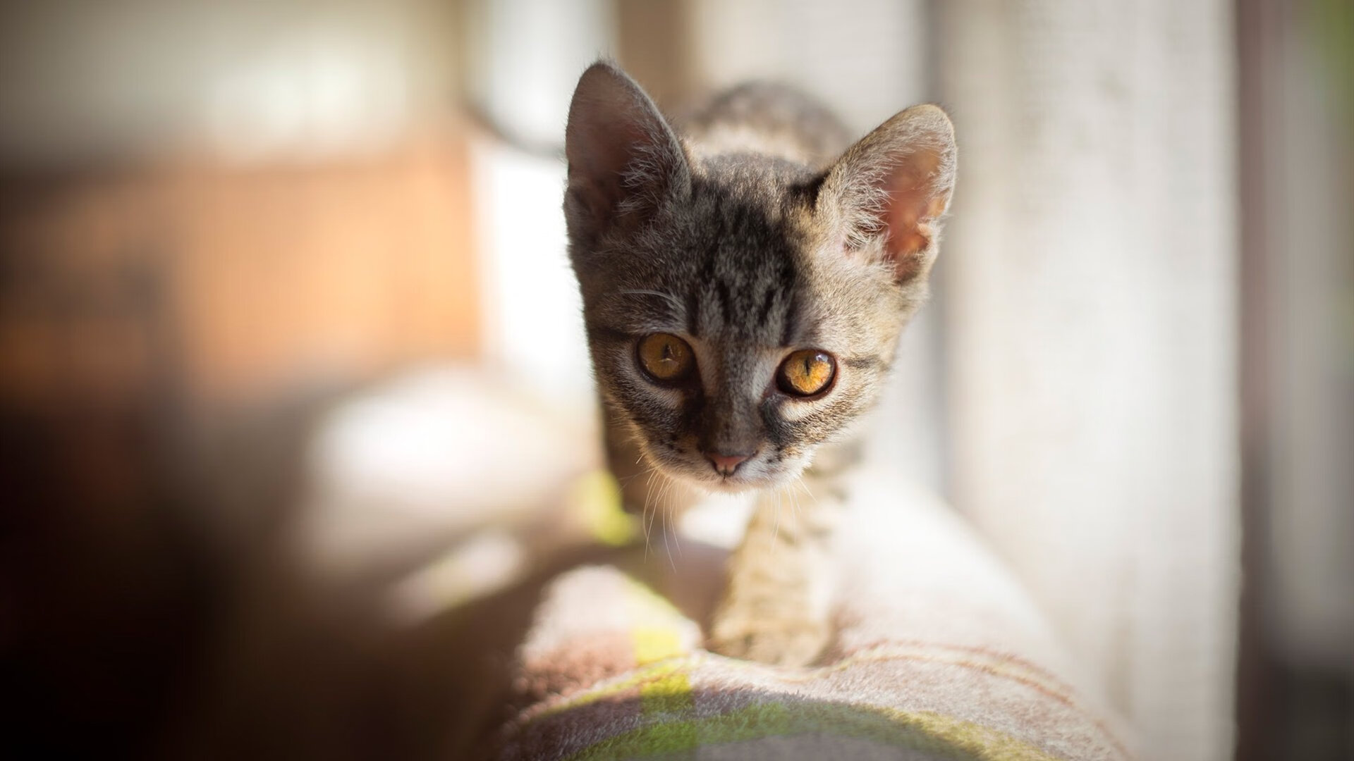 字母哥全程高能诠释超巨统治力，奇才团队冲垮如钢筋水泥的广东队防线