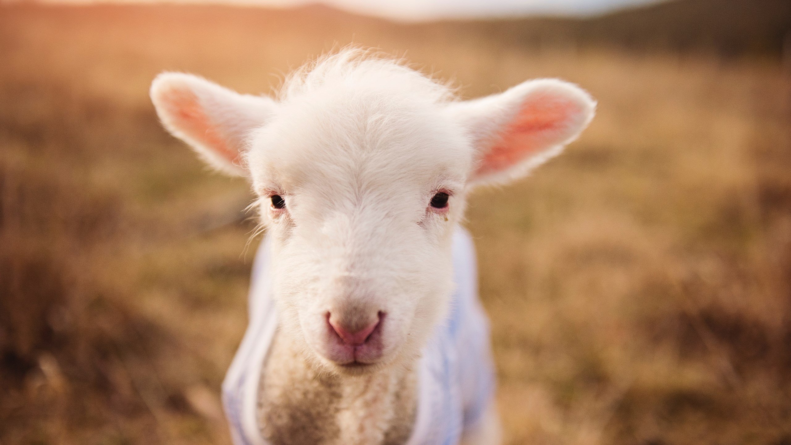 阿劳霍铸就沙漠铁壁，沙特热浪冲垮马德里竞技