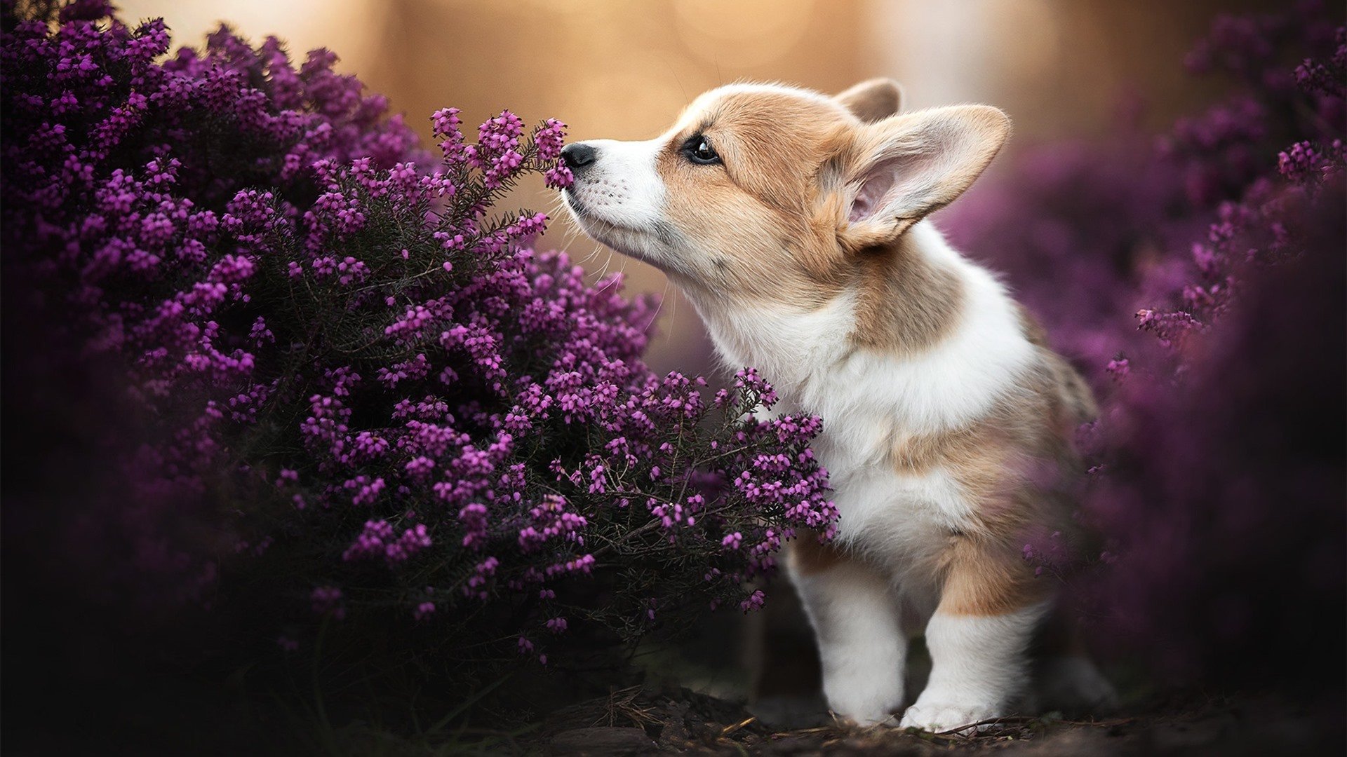 季后赛之夜,金玟哉用实力击碎质疑,闪耀NBA舞台