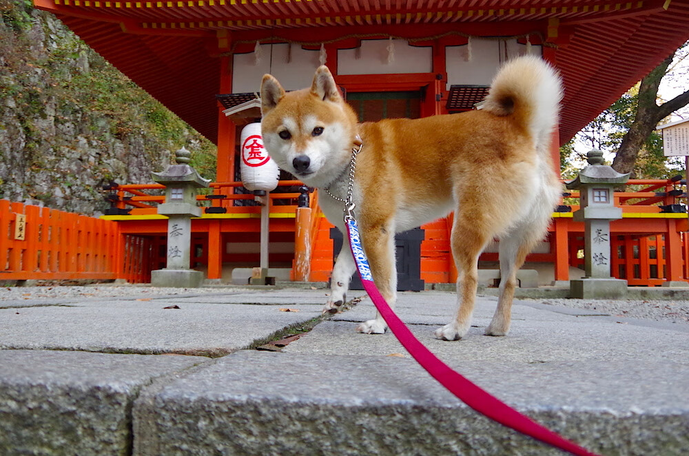 铁骑破阵！奥地利逆袭欧洲杯，穆勒用极致战术打碎波兰防线