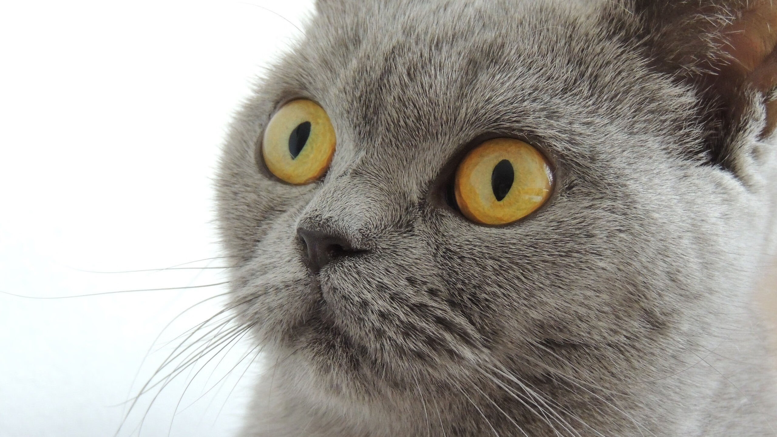 勇士狂胜太阳,浓眉关键先生闪耀全场