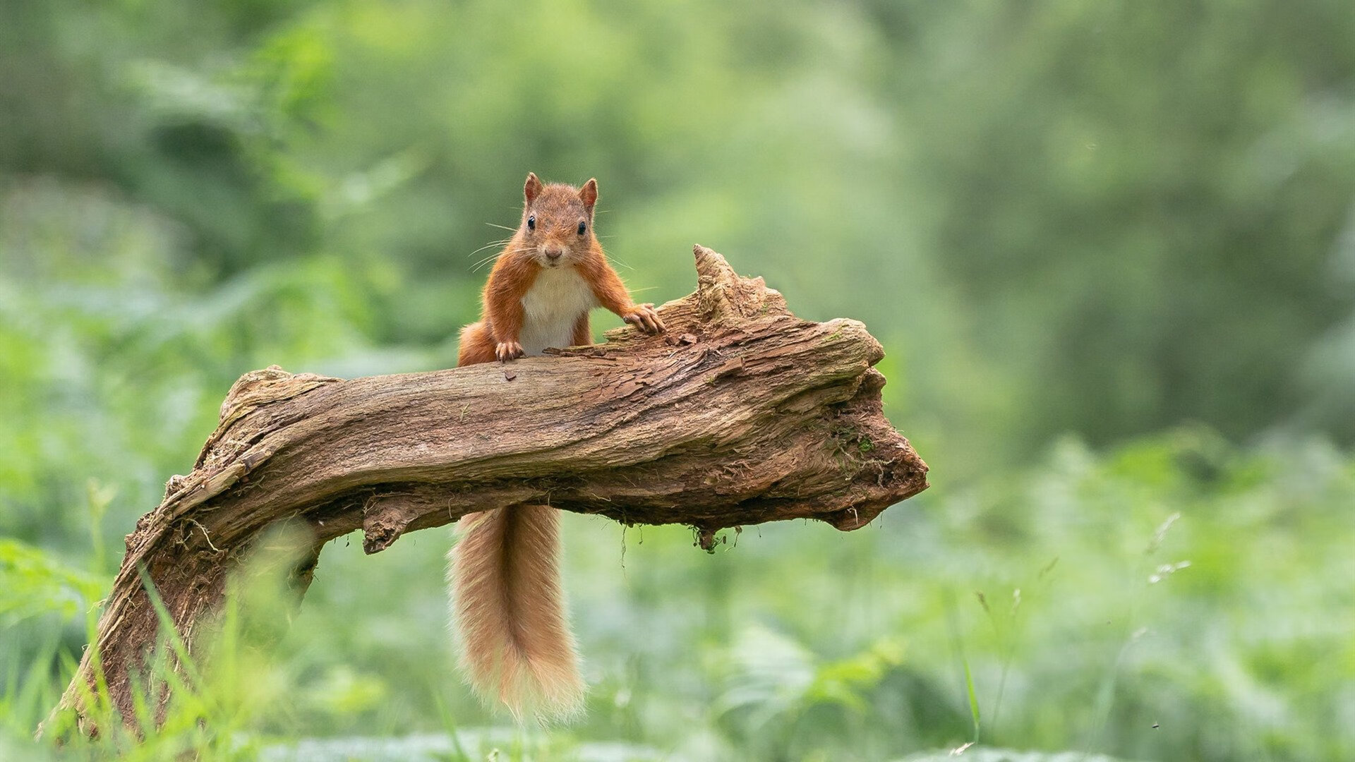 伦纳德嗜血末节轰24分！骑士窒息防守锁定胜局，尼克斯王朝梦碎克利夫兰