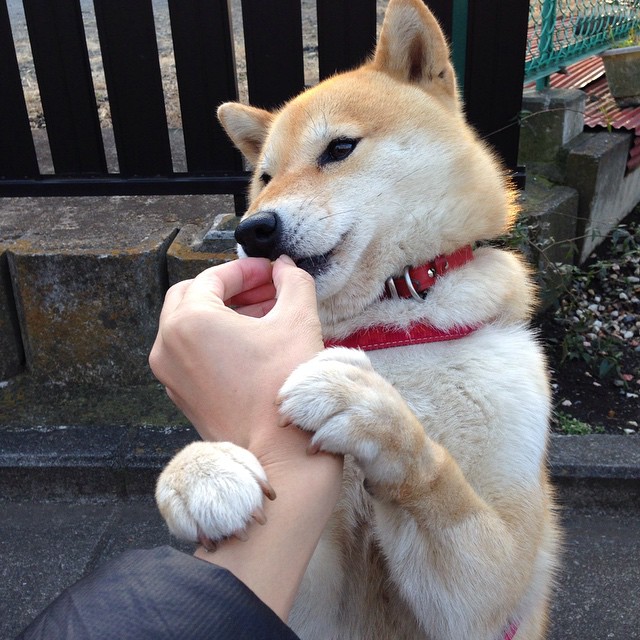 勇士对阵灰熊，约基奇攻防两端统治的篮球哲学